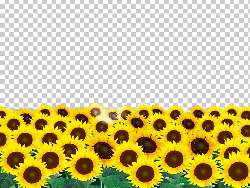 Common Sunflower Sunflower Seed Annual Plant Sunflower Oil Seed PNG, Clipart, Annual Plant, Common Sunflower, Daisy Family, Flower, Fruit Free PNG Download