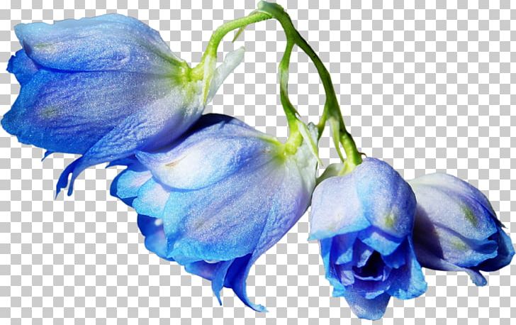 Blue Rose Cut Flowers Garden Roses PNG, Clipart, Arkaplan, Bellflower Family, Blue, Blue Rose, Cut Flowers Free PNG Download