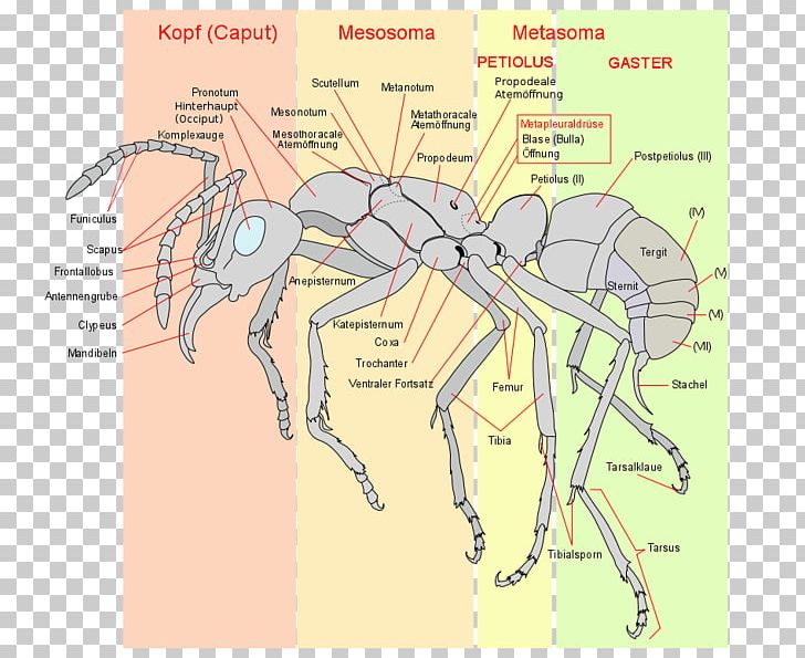 The Ants Insect Anatomy Hymenopterans PNG, Clipart, Anatomy, Angle, Animals, Ant, Ants Free PNG Download