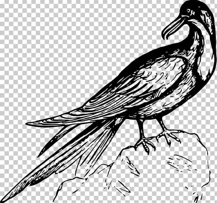 Frigatebird Black And White PNG, Clipart, Animals, Art, Artwork, Beak, Bird Free PNG Download