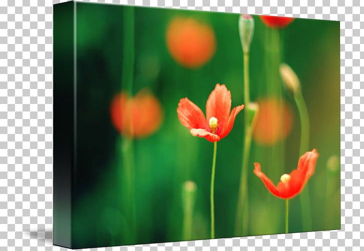 Meadow Tulip Desktop Wildflower Petal PNG, Clipart, Computer, Computer Wallpaper, Coquelicot, Desktop Wallpaper, Fineart Photography Free PNG Download