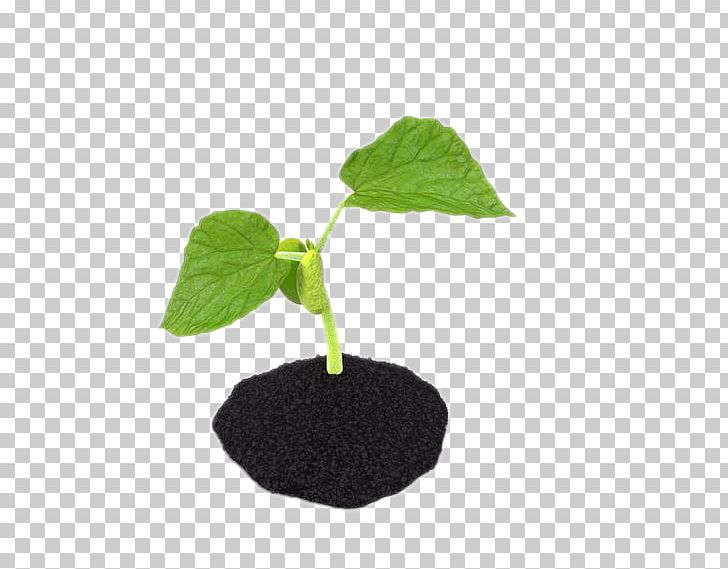 Sprouting Soil Bud PNG, Clipart, 3d Computer Graphics, Bean, Bud, Data Compression, Download Free PNG Download