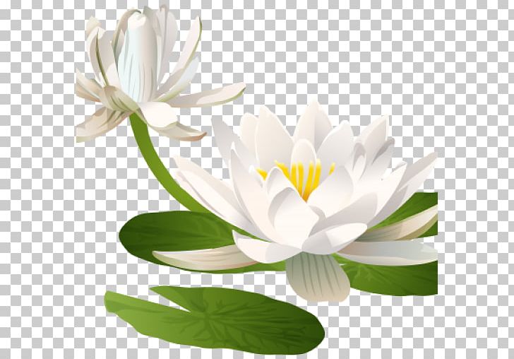 Water Lilies Nelumbo Nucifera Lilium Flower PNG, Clipart, Aquatic Plant, Crop, Drawing, Eva, Flower Free PNG Download
