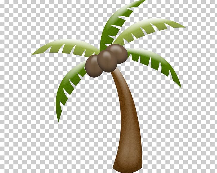 Arecaceae PNG, Clipart, Arecaceae, Arecales, Coconut, Download, Flowering Plant Free PNG Download