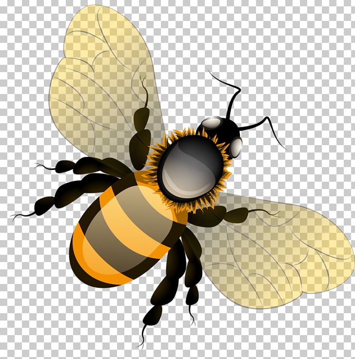 Honey Bee Butterfly PNG, Clipart, Arthropod, Bee, Butterflies And Moths, Butterfly, Fly Free PNG Download