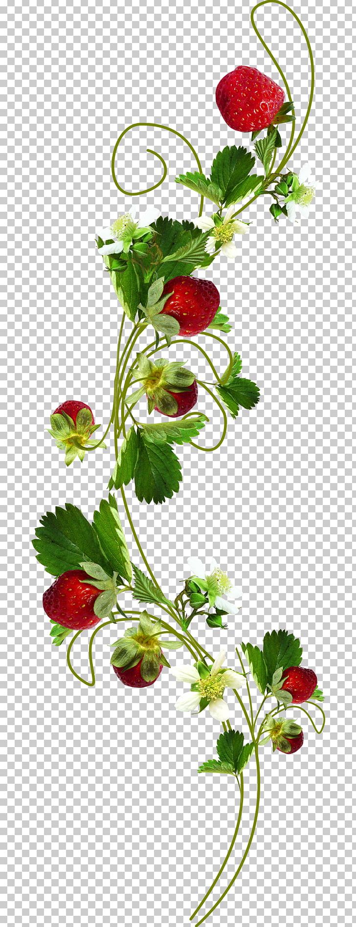 Leaf Flower Plant Strawberry PNG, Clipart, Branch, Computer Icons, Cut Flowers, Desktop Wallpaper, Digital Image Free PNG Download