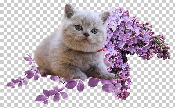 Lilac PNG, Clipart, British Semi Longhair, British Shorthair, Carnivoran, Cat, Cat Like Mammal Free PNG Download