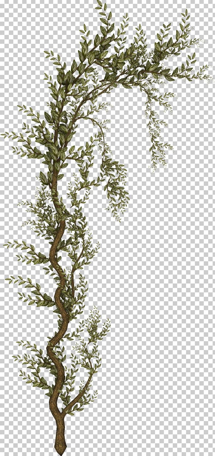 Tree Shrub Raster Graphics PNG, Clipart, Branch, Clip Art, Cypress Family, Desktop Wallpaper, Liana Free PNG Download
