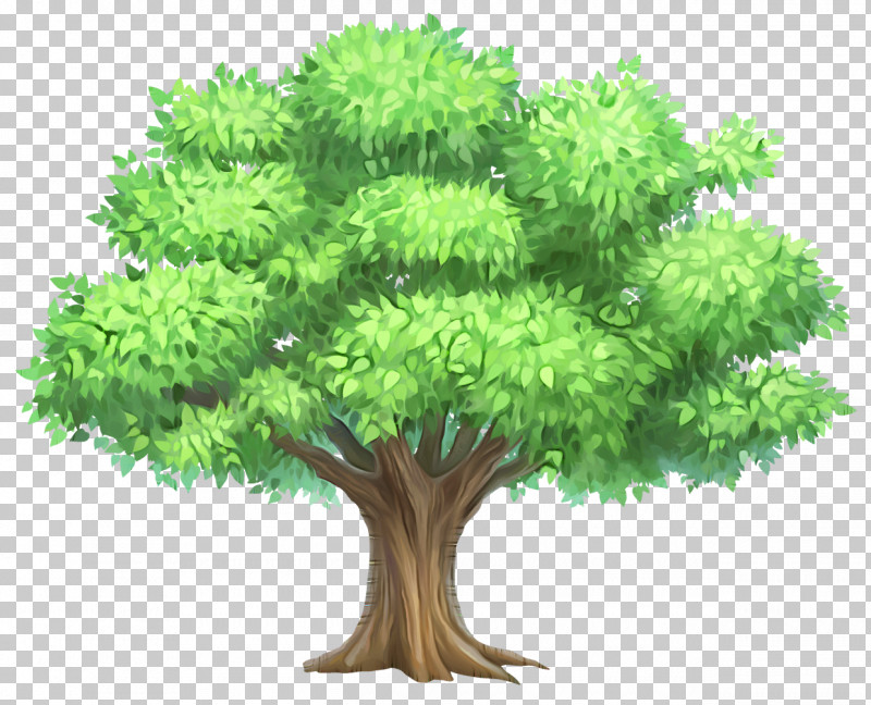 Tree Plant Green Grass Leaf PNG, Clipart, Aquarium Decor, Flower, Grass, Green, Houseplant Free PNG Download
