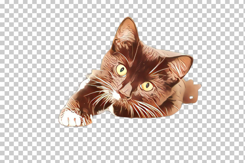 Cat Small To Medium-sized Cats Whiskers Kitten European Shorthair PNG, Clipart, American Bobtail, Asian, Cat, European Shorthair, Kitten Free PNG Download