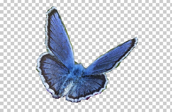 Butterfly Moth PNG, Clipart, Ayaz, Blue, Butterfly, Com, Creative Commons Free PNG Download