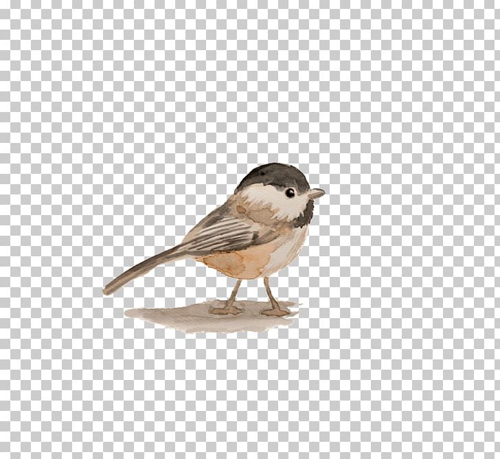 House Sparrow Jack Sparrow Bird Watercolor Painting PNG, Clipart, Animals, Beak, Beige, Chickadee, Chinese Free PNG Download