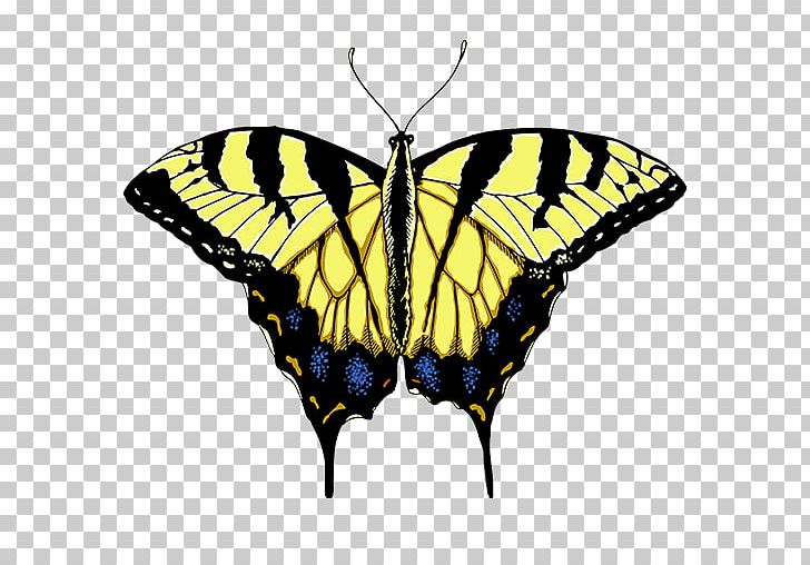 Monarch Butterfly Brush-footed Butterflies Pieridae Eastern Tiger Swallowtail PNG, Clipart, Arthropod, Brush Footed Butterfly, Butterflies And Moths, Butterfly, Drawing Free PNG Download