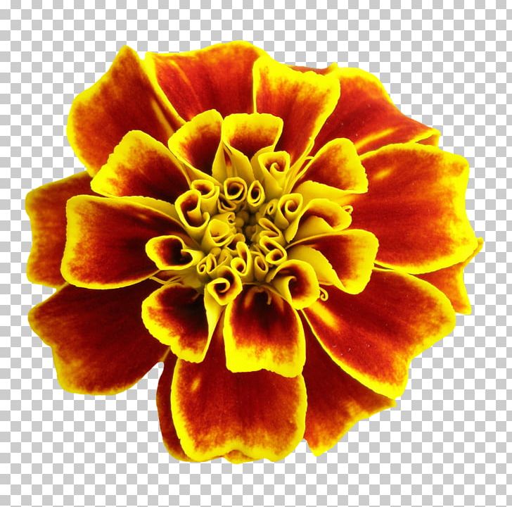Portable Network Graphics Flower Rose Desktop PNG, Clipart, Annual Plant, Blue Rose, Close Up, Cut Flowers, Desktop Wallpaper Free PNG Download