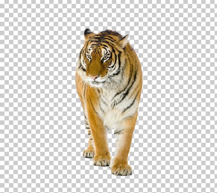 Bengal Tiger Siberian Tiger Lion Stock Photography PNG, Clipart, Animal, Animals, Big Cats, Carnivoran, Cartoon Tiger Free PNG Download
