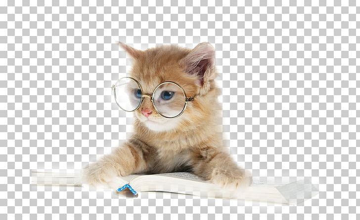 Book Cat Reading PNG, Clipart, Animaatio, Animated Film, Book, Book Review, Carnivoran Free PNG Download