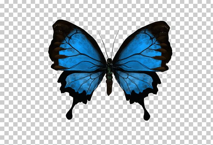 Butterfly Gfycat PNG, Clipart, Animaatio, Animated Film, Arthropod, Brush Footed Butterfly, Butterflies And Moths Free PNG Download