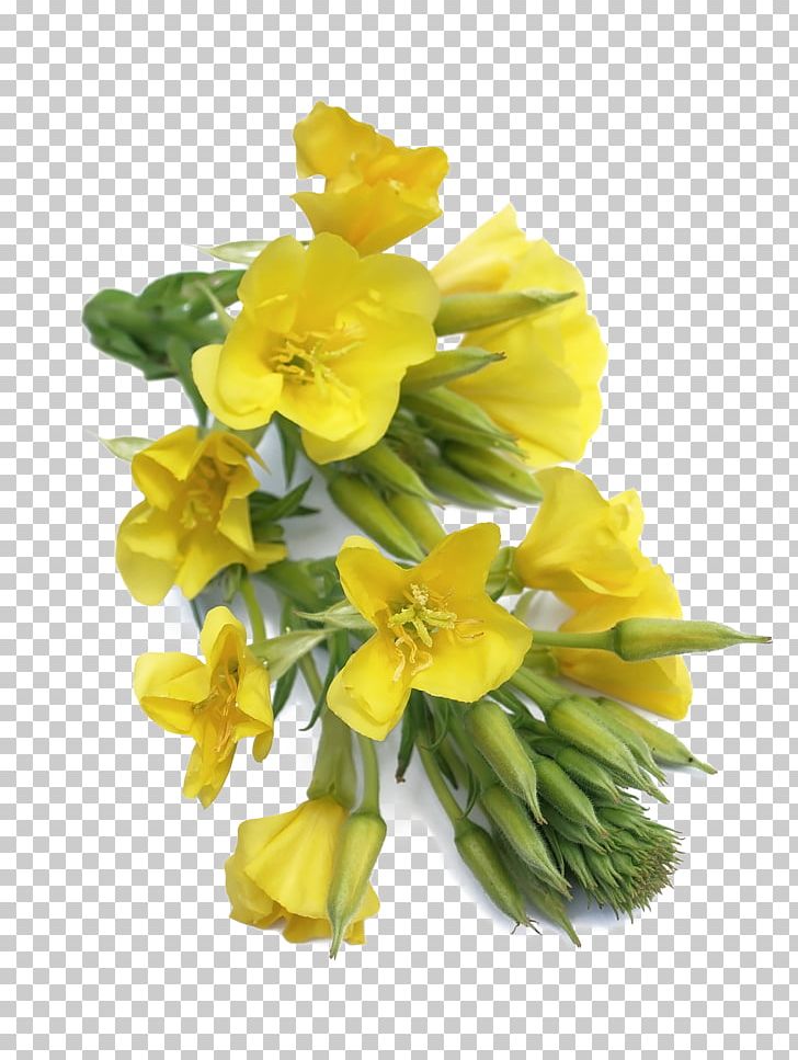 Dietary Supplement Common Evening-primrose Linseed Oil Capsule PNG, Clipart, Amaryllis Family, Common Eveningprimrose, Cut Flowers, Essential Fatty Acid, Fatty Acid Free PNG Download