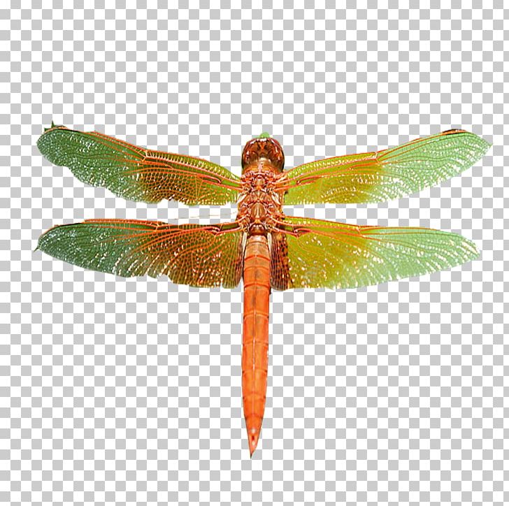 Dragonfly Pterygota Yellow PNG, Clipart, Arthropod, Background Green, Download, Dragonflies And Damseflies, Dragonfly Free PNG Download