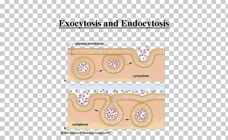 Exocytosis Biology Endocytosis Model Organism Cell PNG, Clipart, Active Transport, Angle, Area, Biological Life Cycle, Biological Process Free PNG Download