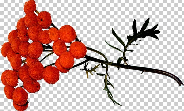 Food Rose Hip Rowan Twig PNG, Clipart, Autumn, Berry, Branch, Food, Fruit Free PNG Download
