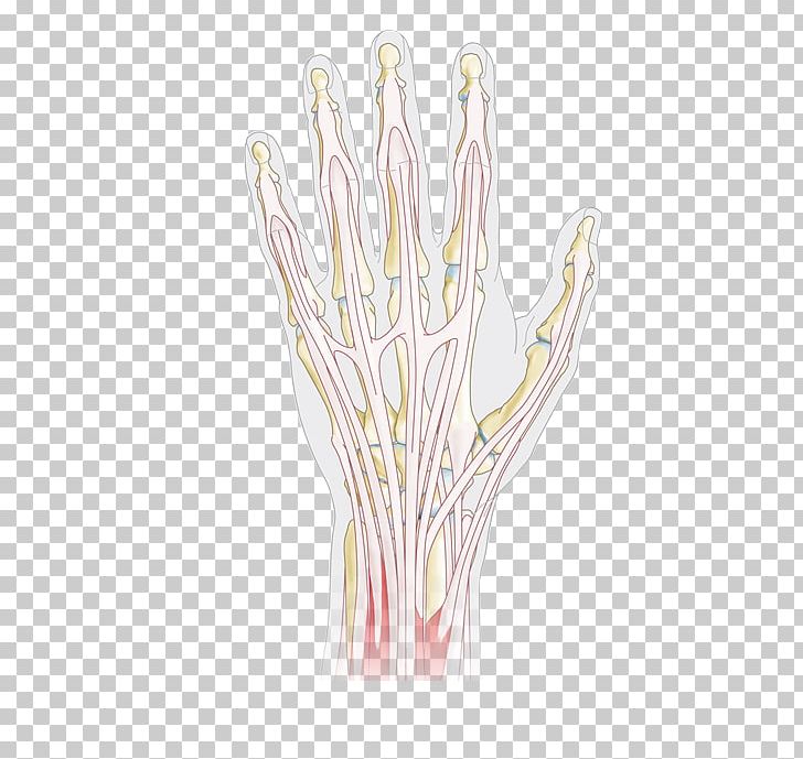Hand Model Thumb Organism PNG, Clipart, Finger, Ganglion, Hand, Hand Model, Joint Free PNG Download