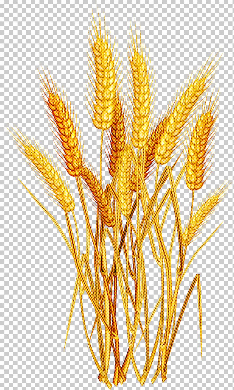 Wheat PNG, Clipart, Cereal Germ, Elymus Repens, Food Grain, Gluten, Grass Family Free PNG Download