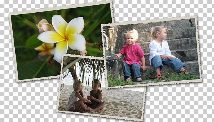 Frames PNG, Clipart, Flora, Flower, Ho Chi Minh, Picture Frame, Picture Frames Free PNG Download