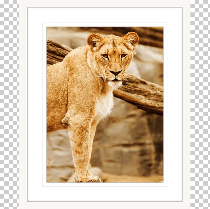 Lion Cat Al Wabra Wildlife Preserve Photography PNG, Clipart, Animal, Animals, Basabizitza, Big Cats, Carnivoran Free PNG Download