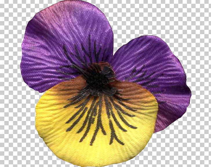 Pansy Violet Petal PNG, Clipart, Ally, Bomb, Churchill, Debt, Flower Free PNG Download