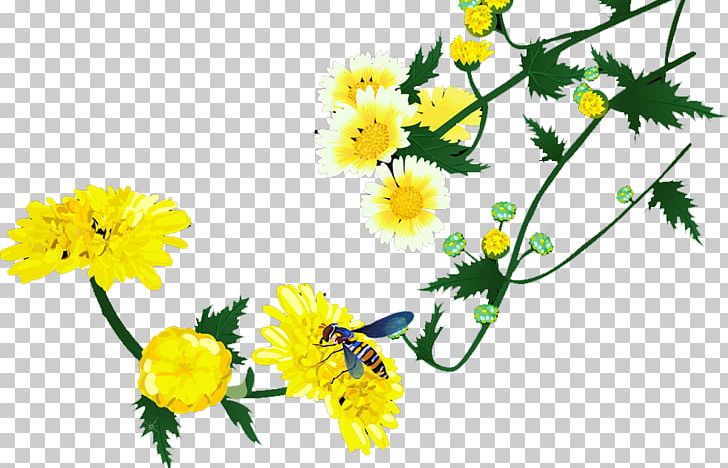Roman Chamomile Floral Design Chrysanthemum Cut Flowers PNG, Clipart, Branch, Chrysanthemum Chrysanthemum, Chrysanthemums, Daisy Family, Flower Free PNG Download