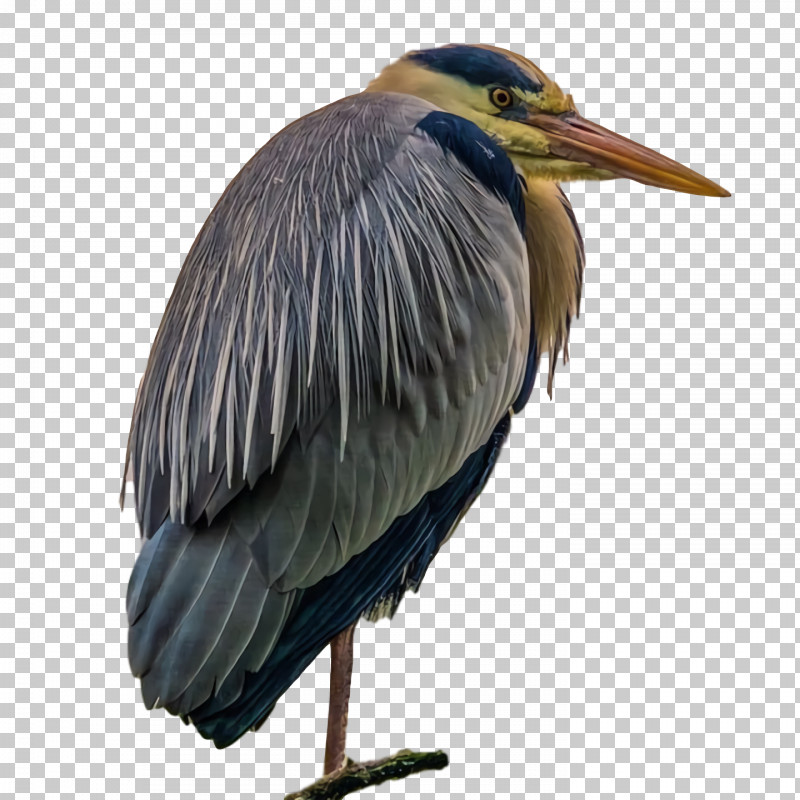 Green Heron Birds Stork Crane Herons PNG, Clipart, Beak, Biology, Birds, Crane, Green Free PNG Download