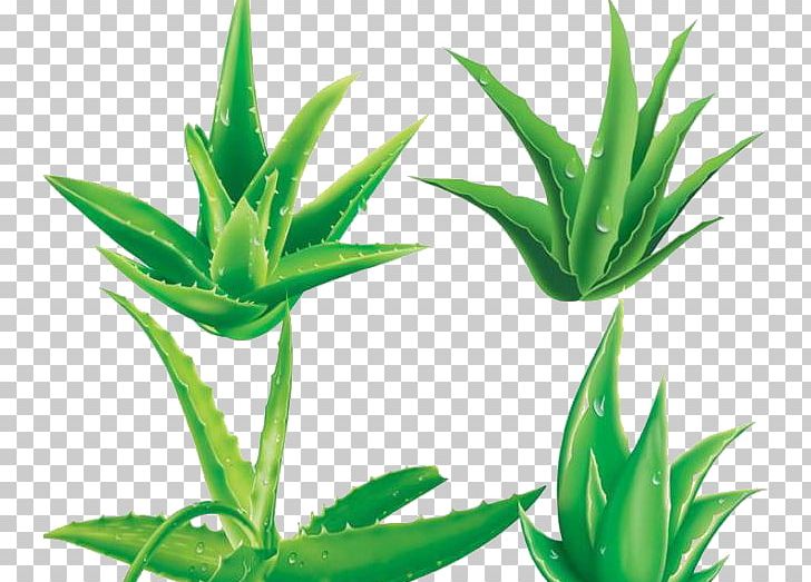 Aloe Vera Gel Plant PNG, Clipart, Agave, Aloe, Aloe Decoration, Aloe Leaf, Aloe Vera Free PNG Download