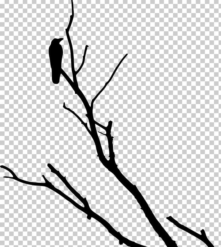American Crow Rook Bird Tree PNG, Clipart, American Crow, Animals, Artwork, Beak, Bird Free PNG Download