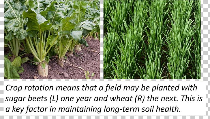 Crop Rotation Vetiver Farm Cover Crop PNG, Clipart,  Free PNG Download