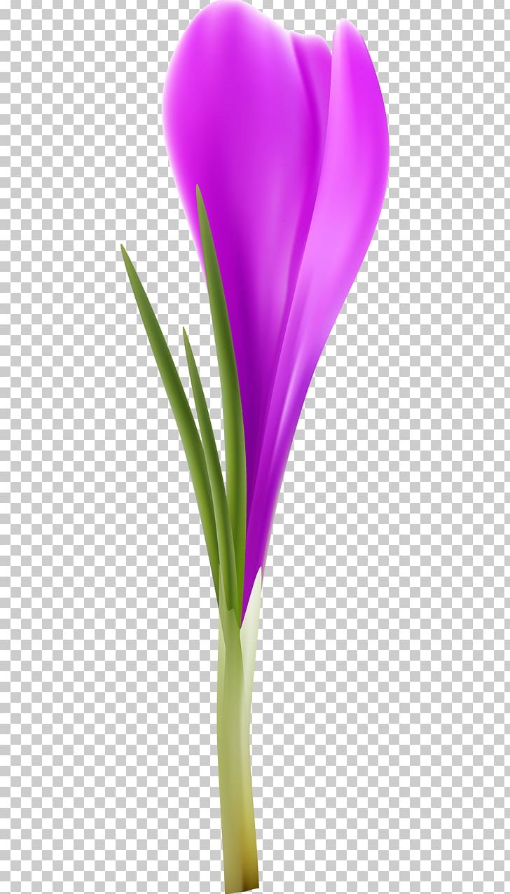 Close-up Plant Stem PNG, Clipart, Art, Closeup, Closeup, Flower, Flowering Plant Free PNG Download