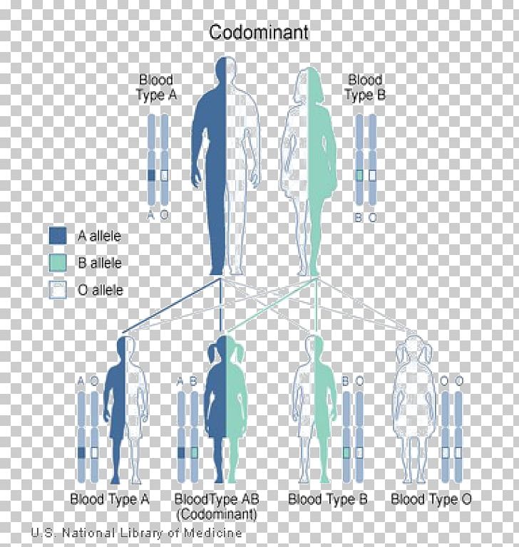 Heredity Genetics Genetic Disorder Idiopathic Pulmonary Fibrosis PNG, Clipart, Aortic Aneurysm, Biology, Blood, Blood Type, Cystic Fibrosis Free PNG Download