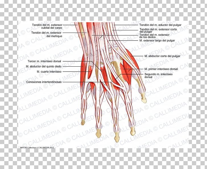Thumb Extensor Digitorum Muscle Hand Tendon PNG, Clipart, 360 Degrees, Anatomy, Angle, Arm, Common Extensor Tendon Free PNG Download