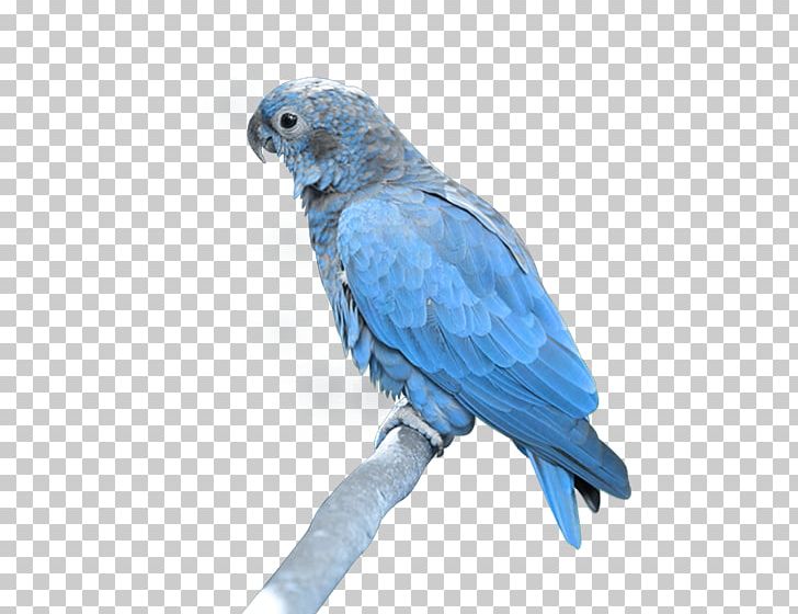 True Parrot Bird PNG, Clipart, African Grey, Animals, Beak, Bird, Blue Free PNG Download