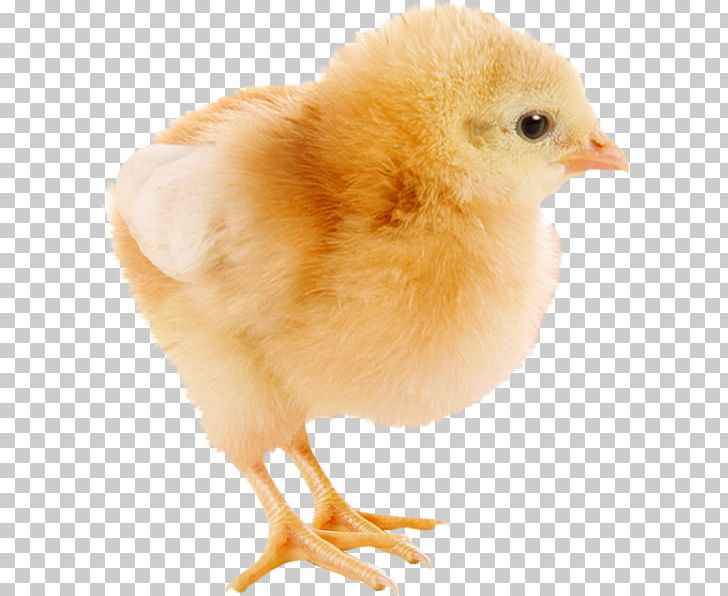 Chicken Kifaranga Easter Poultry PNG, Clipart, Animals, Beak, Bird, Blog, Chicken Free PNG Download