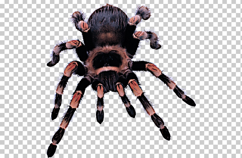 Spider Tarantula Arachnid Animal Figure Fur PNG, Clipart, Animal Figure, Arachnid, Fur, Spider, Tarantula Free PNG Download