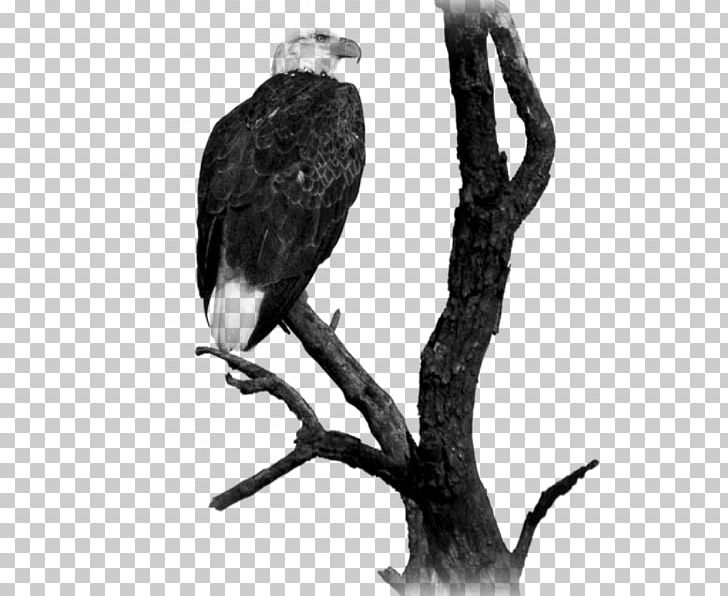 Eagle Monochrome PNG, Clipart, Accipitriformes, Animal, Animals, Bald Eagle, Beak Free PNG Download