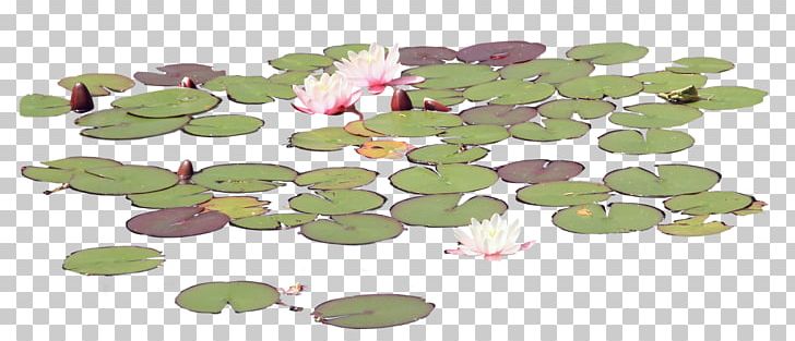 Petal Leaf Flower Organism PNG, Clipart, Flower, Lake, Leaf, Nature, Organism Free PNG Download