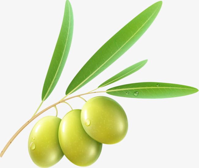 An Olive PNG, Clipart, Branch, Green, Green Olives, Leaf, Oil Free PNG Download