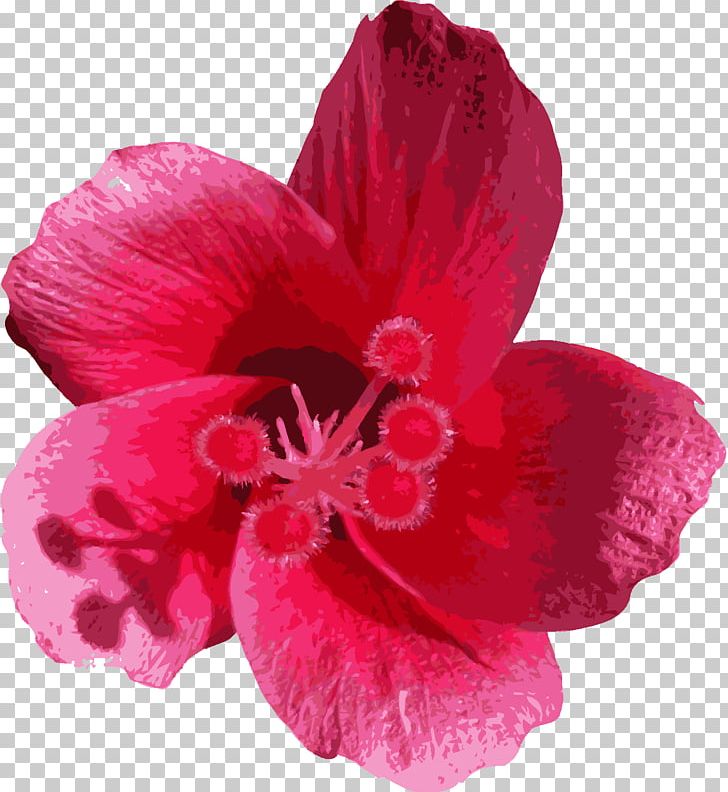 Flower Mallows Petal Lilium PNG, Clipart, Flower, Flowering Plant, Flower Png, Geraniaceae, Herbaceous Plant Free PNG Download