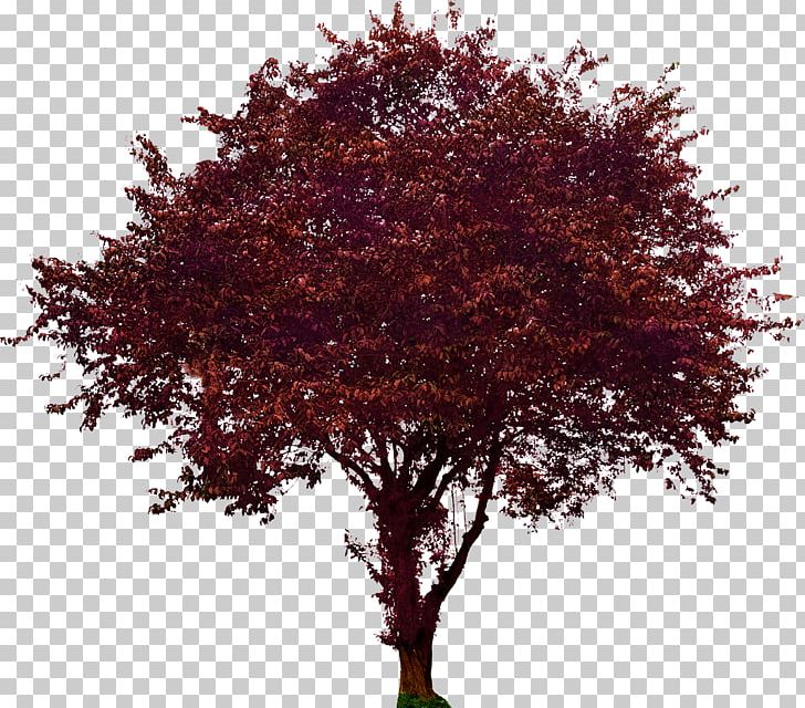 Tree Flowering Dogwood Maple Plum PNG, Clipart, Blutpflaume, Branch, Deciduous, Dogwood, Flowering Dogwood Free PNG Download