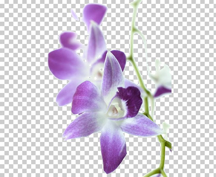 Wedding Invitation Orchids Flower Tulip Plant PNG, Clipart, Bellflower Family, Cattleya, Dendrobium, Flora, Flower Free PNG Download
