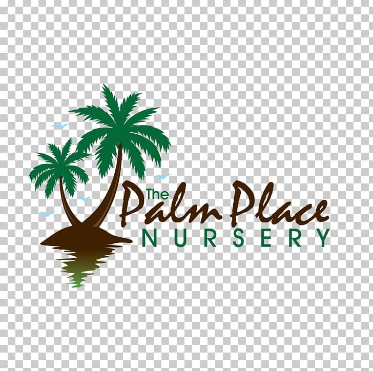 Arecaceae Palm Place Nursery Ponytail Palm Ornamental Plant PNG, Clipart, Arecaceae, Arecales, Australia, Brand, Flowering Plant Free PNG Download