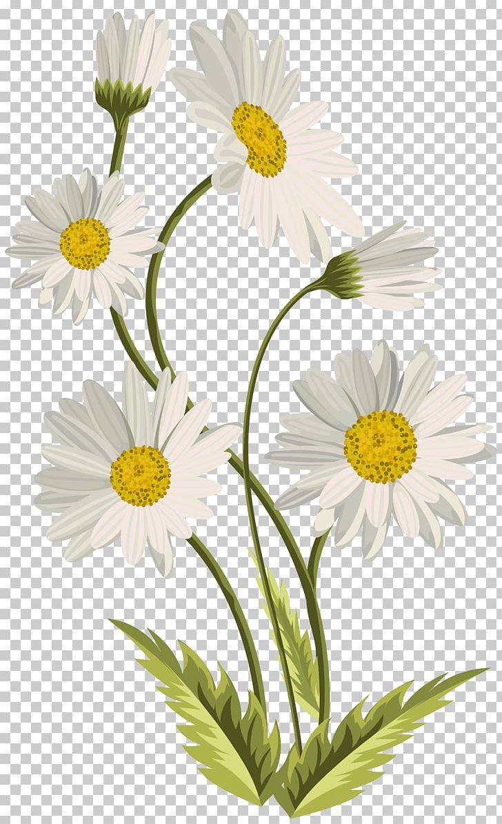 Common Daisy Art PNG, Clipart, Annual Plant, Art, Art Museum, Aster, Black And White Free PNG Download