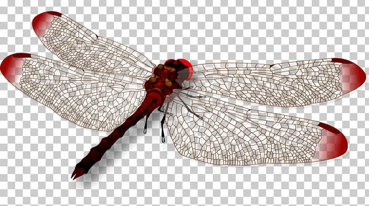 Insect CorelDRAW PNG, Clipart, Animals, Clip Art, Computer Software, Coreldraw, Corel Photopaint Free PNG Download